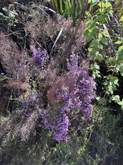 Erica hirtiflora, photograph (c) chrisdt, some rights reserved (CC BY)