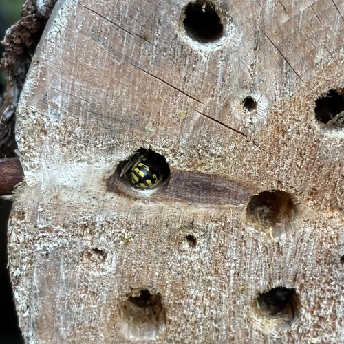 European Woolcarder Bee