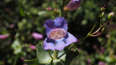 Penstemon spectabilis spectabilis