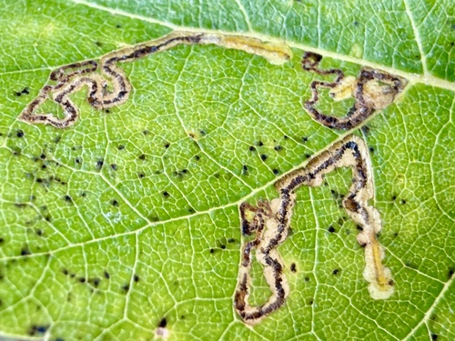 Common Birch Pigmy
