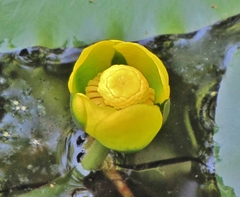 Nuphar sagittifolia