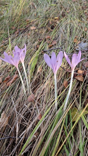 Autumn Crocus
