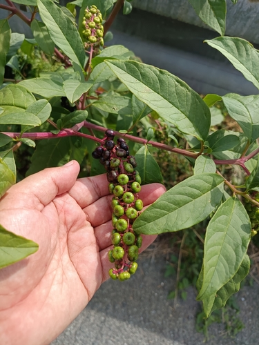 American pokeweed