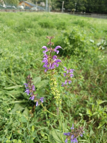 Meadow Sage