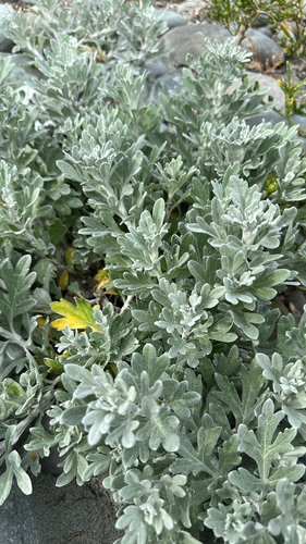 Hoary Mugwort