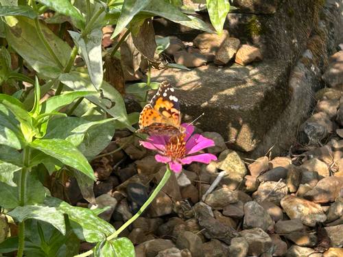 Painted Lady