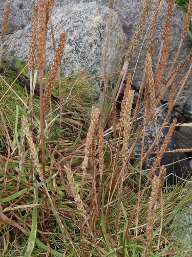 Sea Plantain