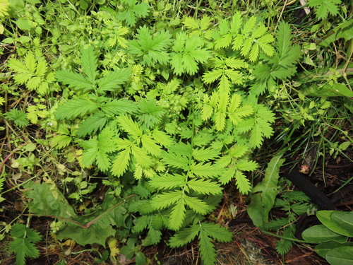 common silverweed