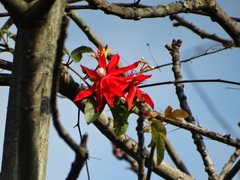 Coccinea