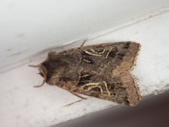 Cerastis enigmatica