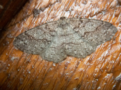 Melanolophia imitata