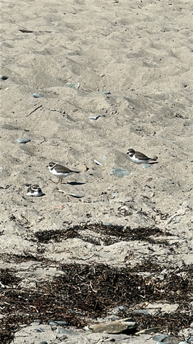 Semipalmated Plover
