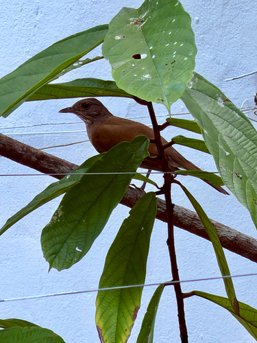 Pale-breasted Thrush