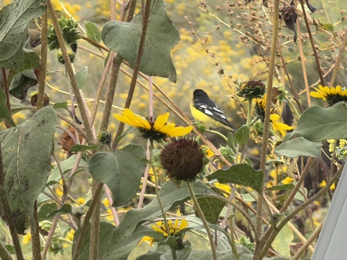 Lesser Goldfinch