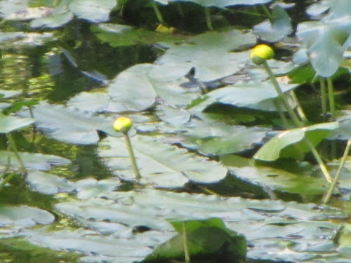 Image of Nuphar sagittifolia by no rights reserved