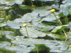 Nuphar sagittifolia