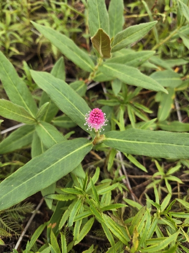 water smartweed