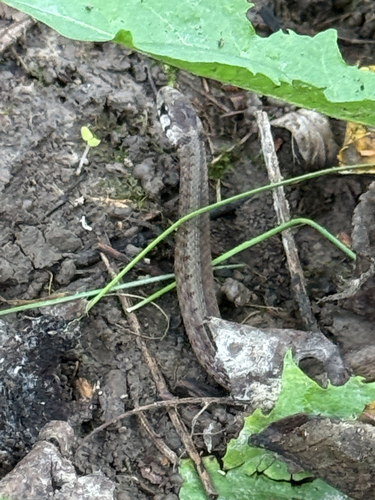 DeKay's Brownsnake