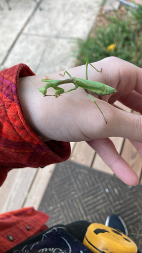 Carolina Mantis