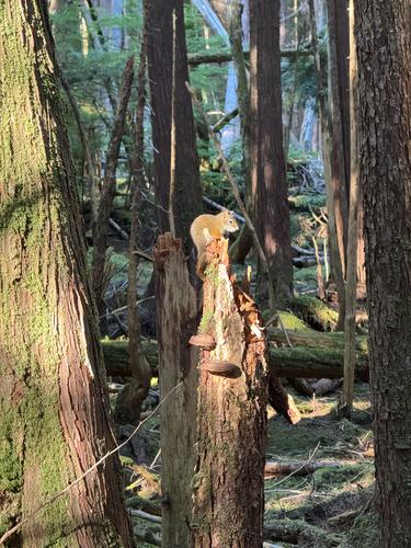American Red Squirrel