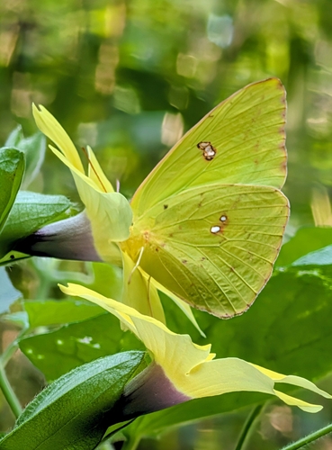 Cloudless Sulphur