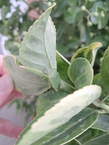 Southern Green Stink Bug