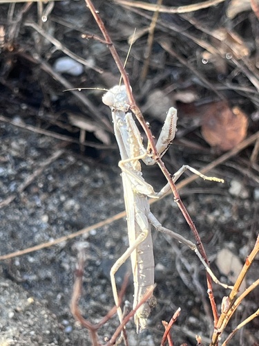 Mediterranean Mantis