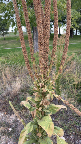 great mullein