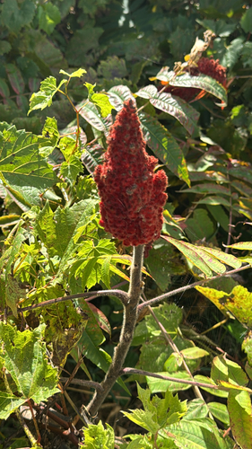 staghorn sumac