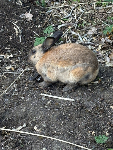 European Rabbit