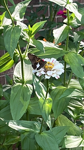 Silver-spotted Skipper