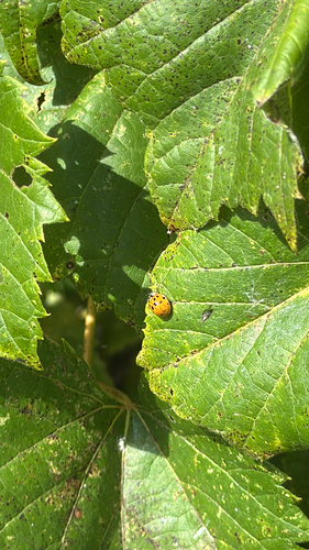 Asian Lady Beetle