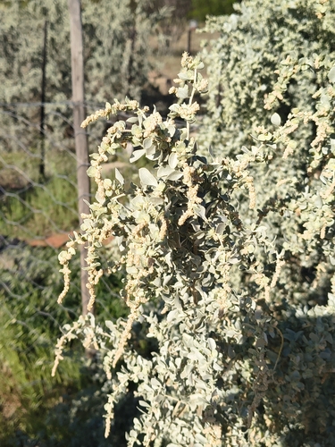 Atriplex nummularia, photograph 3