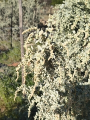 Atriplex nummularia, photograph (c) jeanjacquesgodon, some rights reserved (CC BY)
