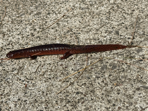 Red Salamander