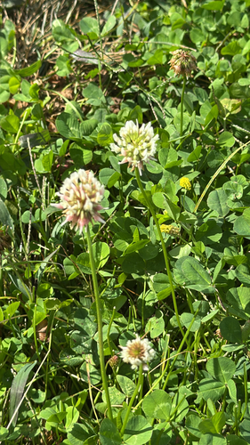 white clover