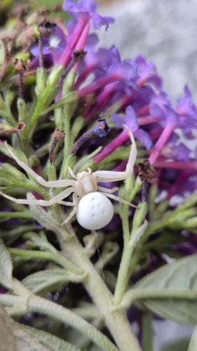 Goldenrod Crab Spider