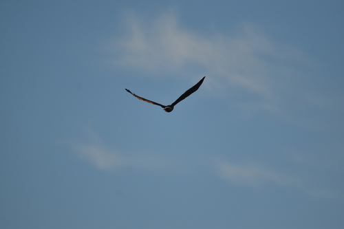 Northern Harrier