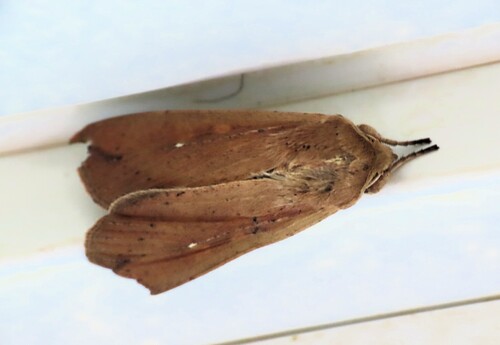 Armyworm Moth