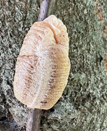 European Mantis