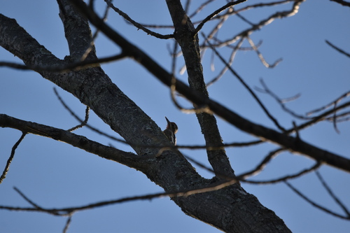 Yellow-bellied Sapsucker