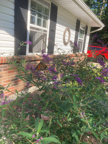 Monarch