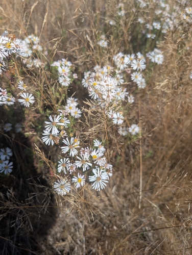 Hall's Aster