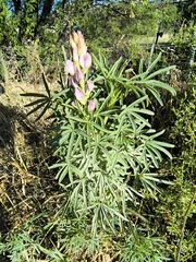 Lupinus angustifolius, photograph (c) jeanjacquesgodon, some rights reserved (CC BY)