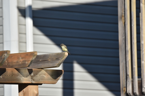 Eastern Phoebe