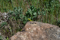 Podarcis waglerianus