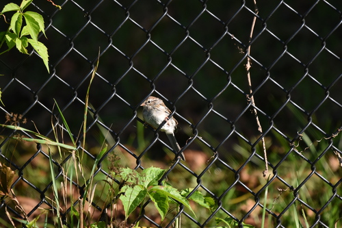 Chipping Sparrow