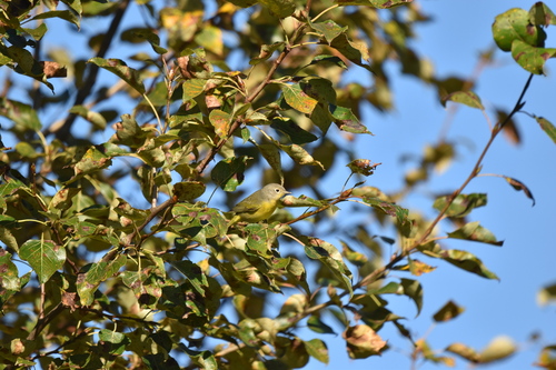 Nashville Warbler