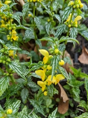 Lamium galeobdolon flavidum