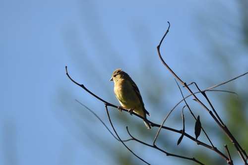 American Goldfinch